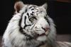 Аватар для White tiger