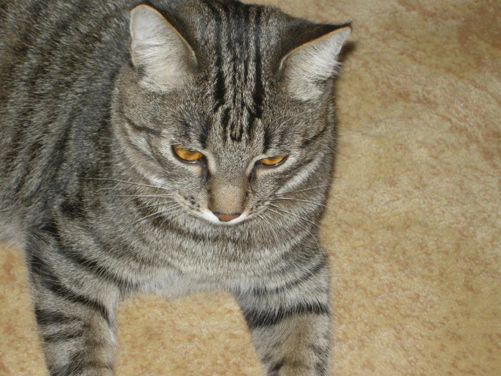 12012705