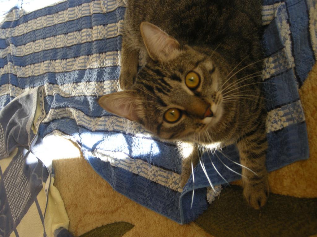 12012707