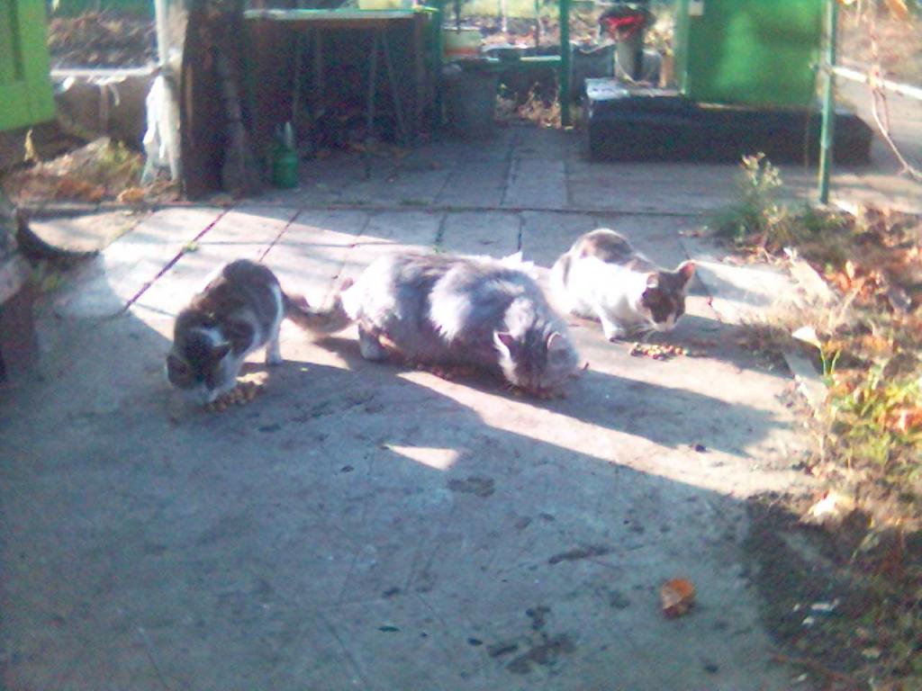 29/10/2008 - сеанс одновременного кормления приблудных котов (1)