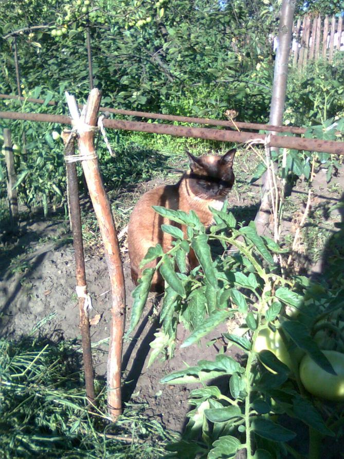 Муська, 2010 (1)