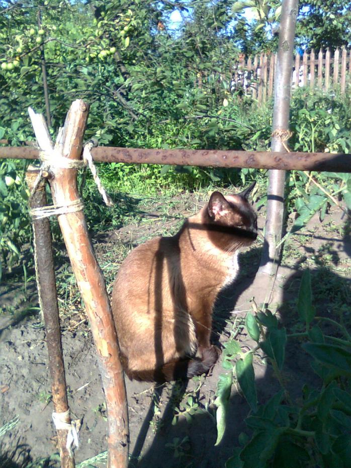 Муська, 2010 (3)